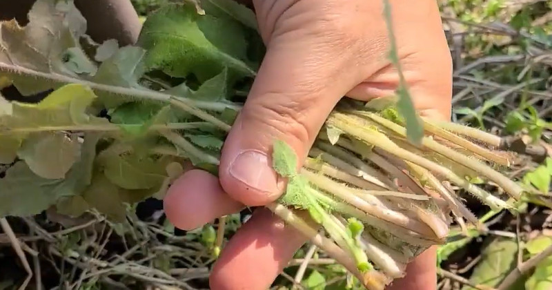 유튜브 '반달곰의 새싹'