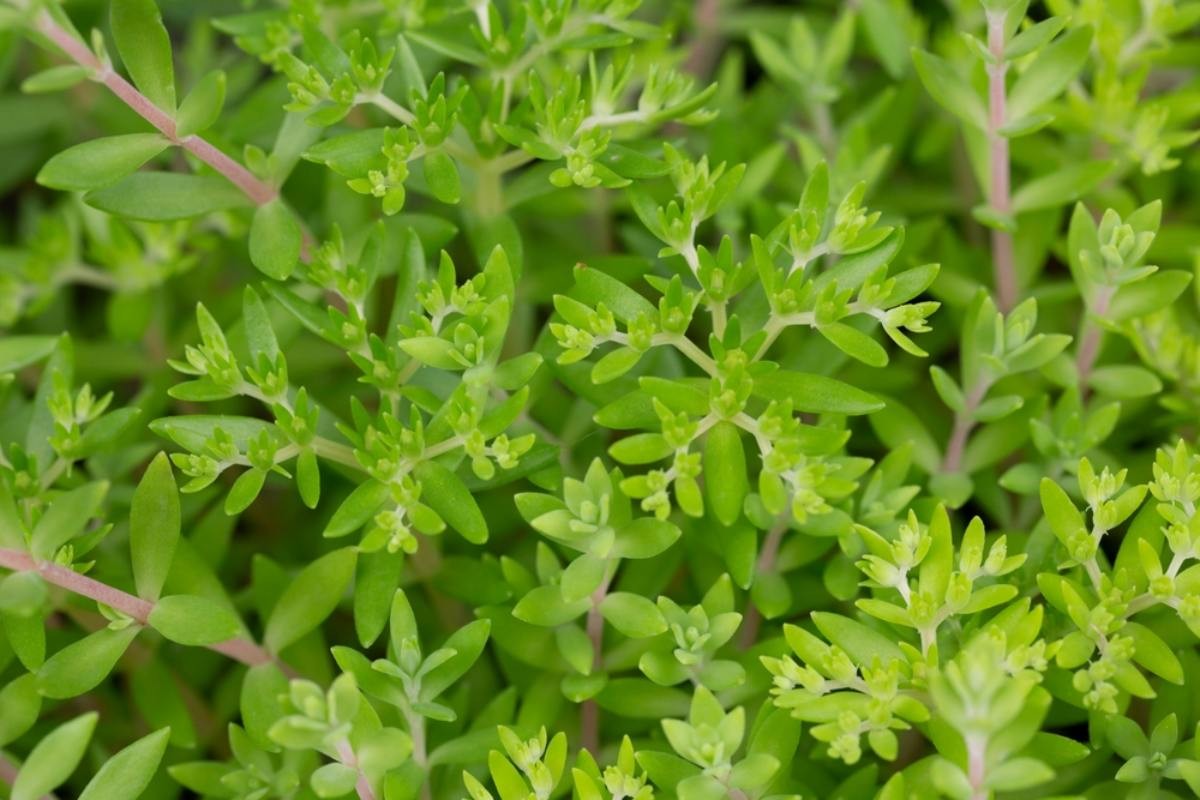 돌나물 자료사진 / AnnaNel-shutterstock.com