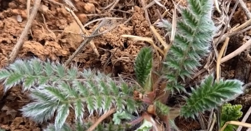 유튜브 '텃밭친구'