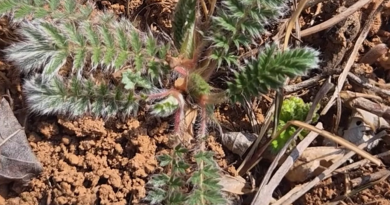 유튜브 '텃밭친구'