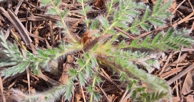 유튜브 '텃밭친구'