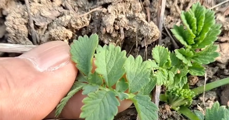 유튜브 '산야초나라 TV'