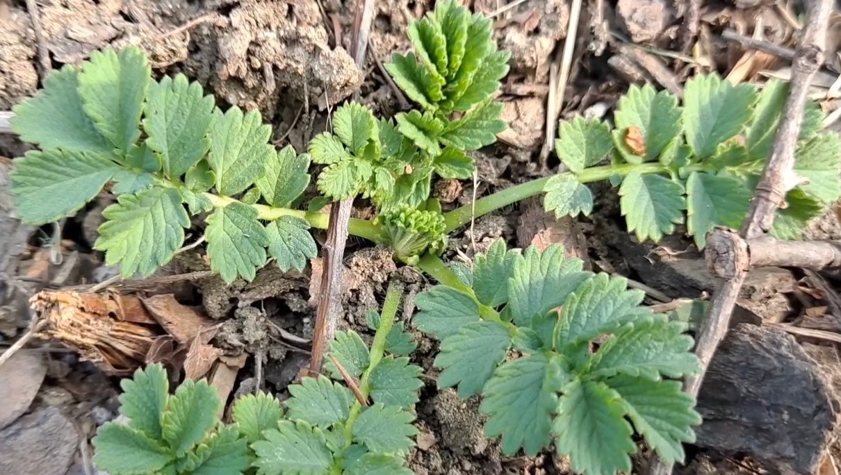 유튜브 '산야초나라 TV'