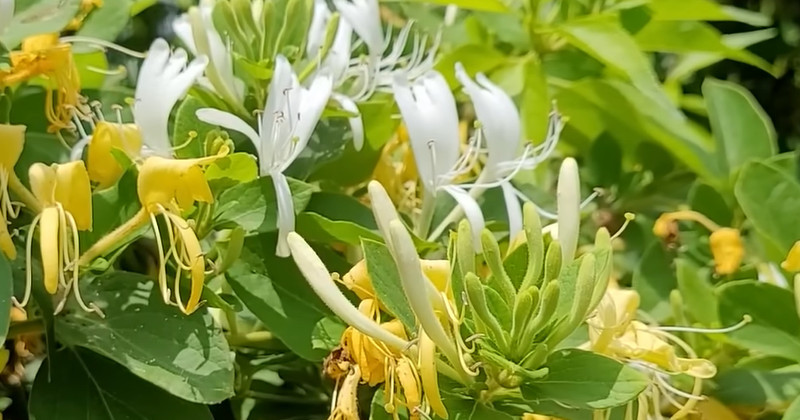 유튜브 '텃밭친구'