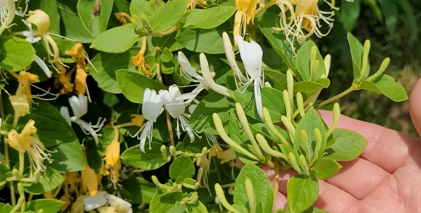 유튜브 '텃밭친구'