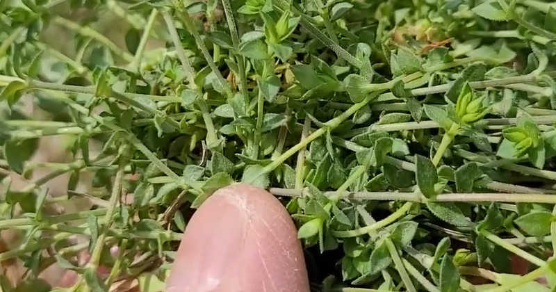 유튜브 '텃밭친구'