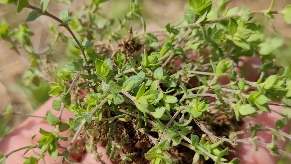 유튜브 '텃밭친구'