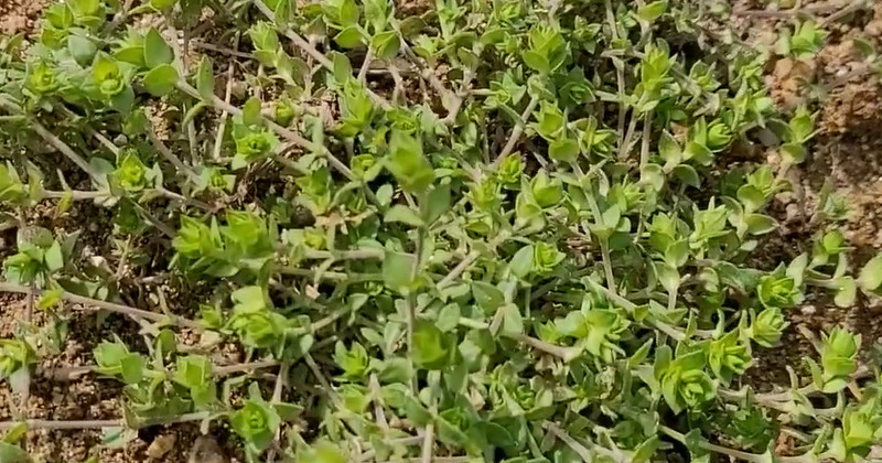 유튜브 '텃밭친구'