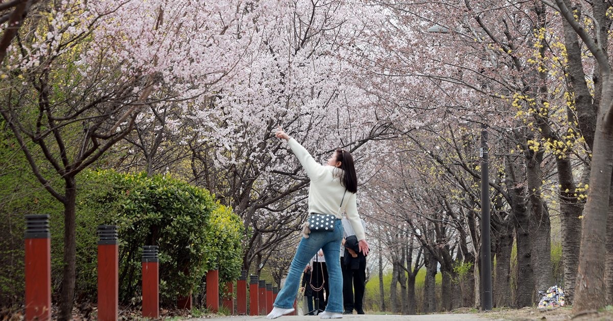 29일 서울 영등포구 여의도 윤중로에 벚꽃이 개화하기 시작한 가운데 외국인 관광객이 사진을 찍고 있다. / 연합뉴스