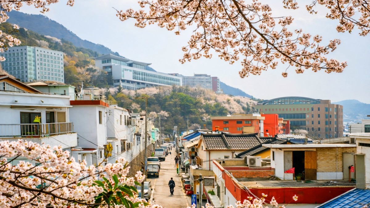 개금벚꽃길. / 부산시 공식 블로그, AI