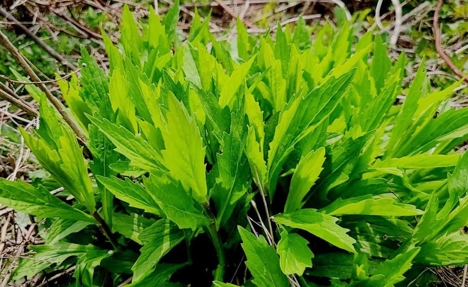 쑥부쟁이 / '텃밭친구' 유튜브