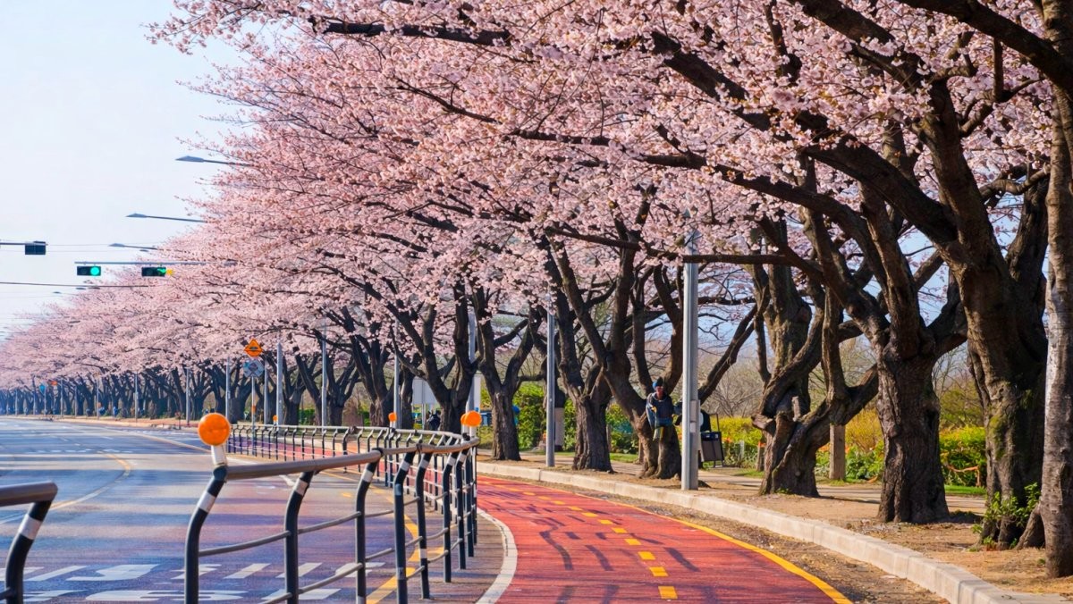 윤중로(여의서로) 벚꽃길. 기사 내용 토대로 AI툴 활용해 제작한 자료사진.