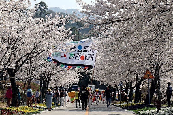 고창벚꽃축제 벚꽃길 퍼레이드 / 고창군
