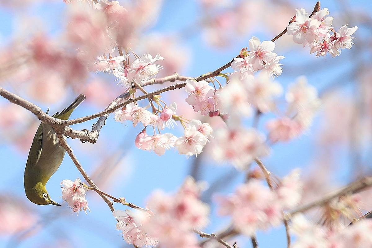 부산에 핀 벚꽃 / 뉴스1