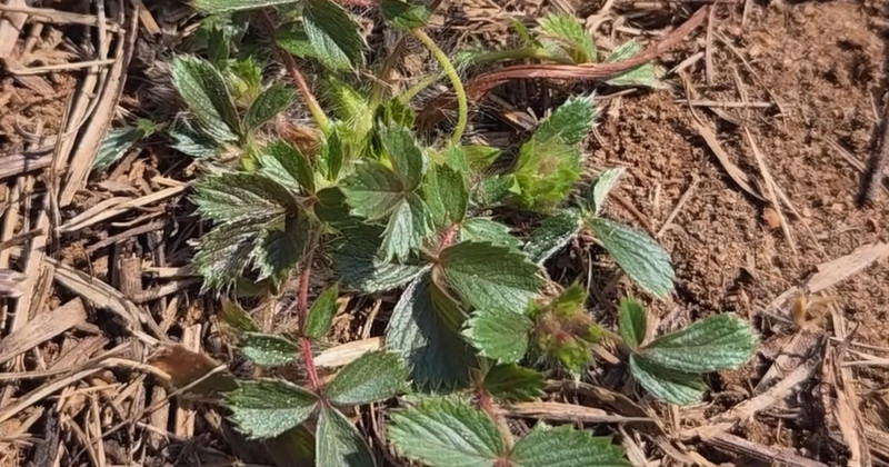 유튜브 '텃밭친구'
