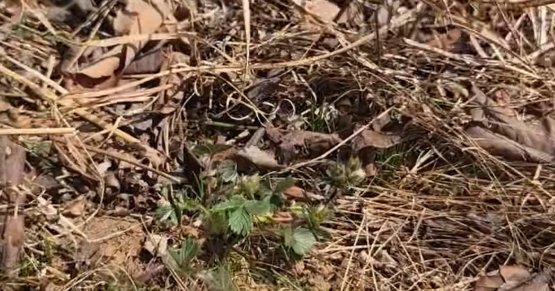 유튜브 '텃밭친구'