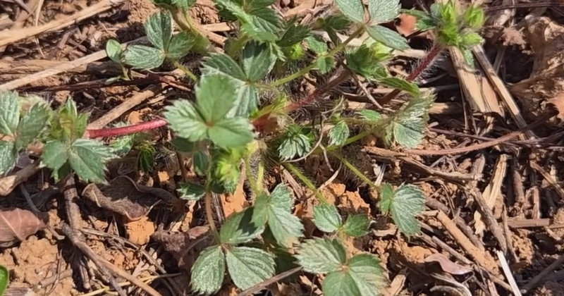 유튜브 '텃밭친구'