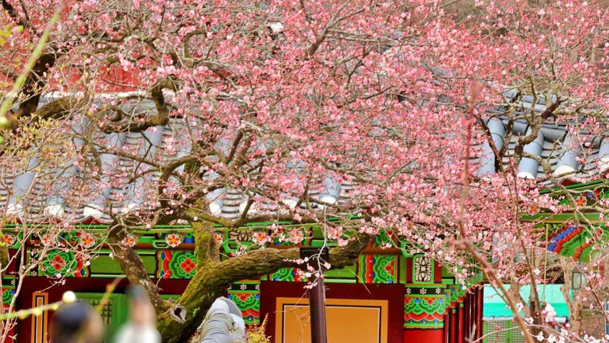 백양사 고불매 / 연합뉴스