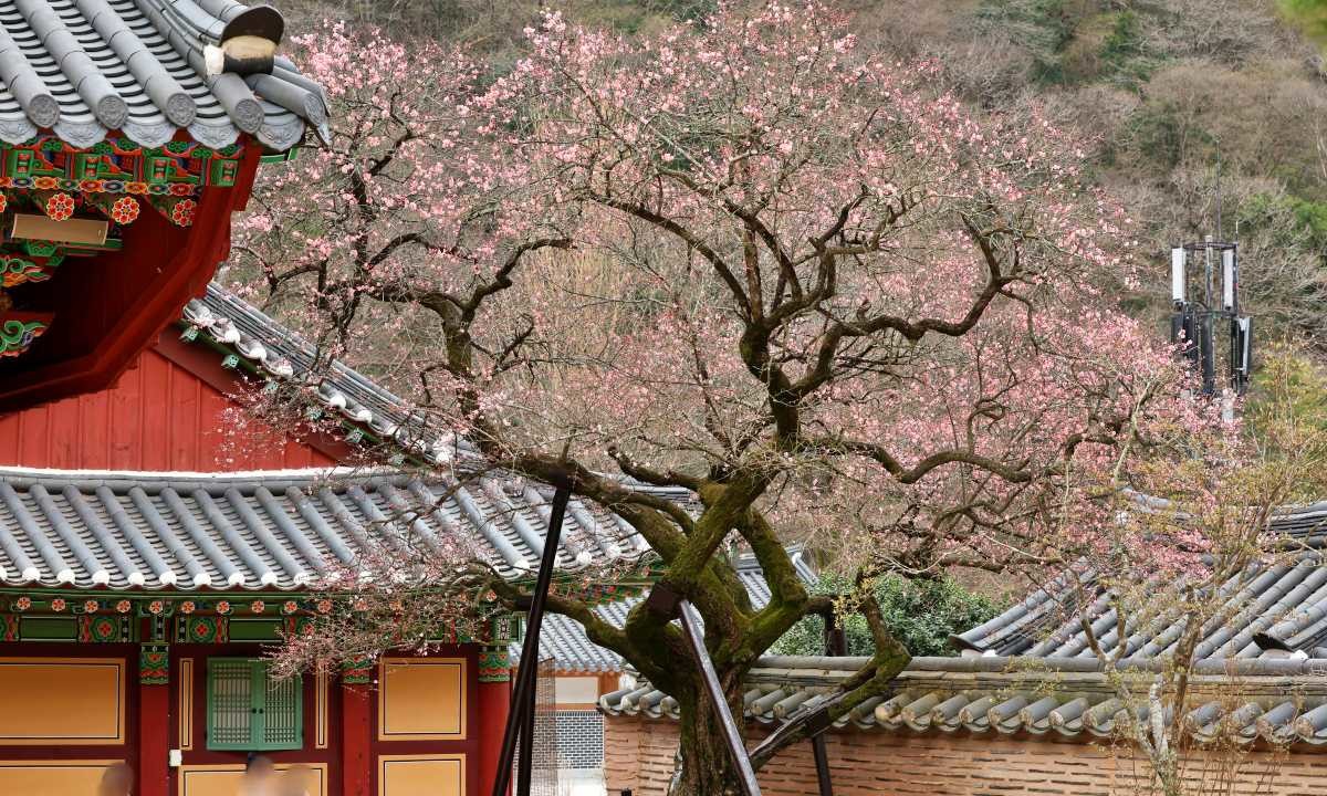 백양사 고불매 / 연합뉴스