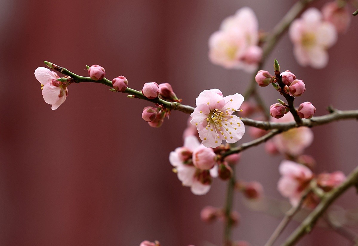 백양사 고불매 / 연합뉴스