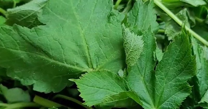 유튜브 '삼일주방 Kitchen31'