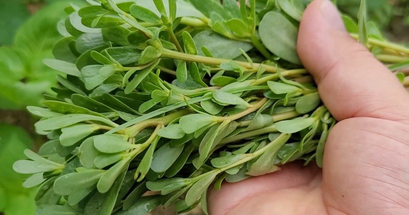 유튜브 '텃밭친구'