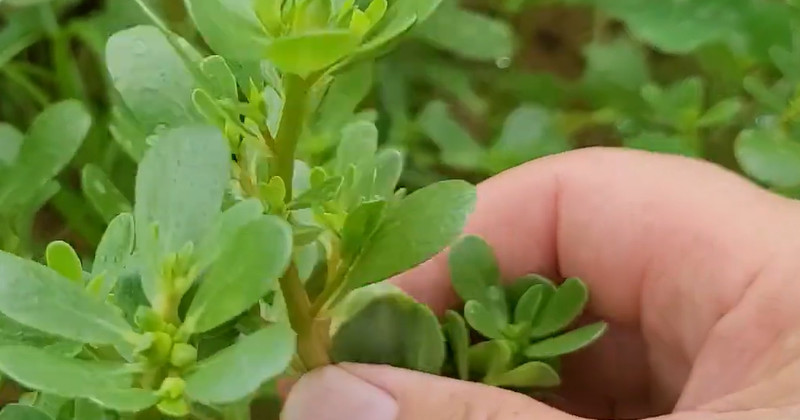 유튜브 '텃밭친구'