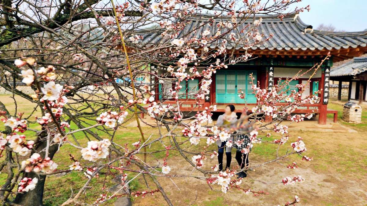 산천재 '남명매' / 산청군 제공-뉴스1