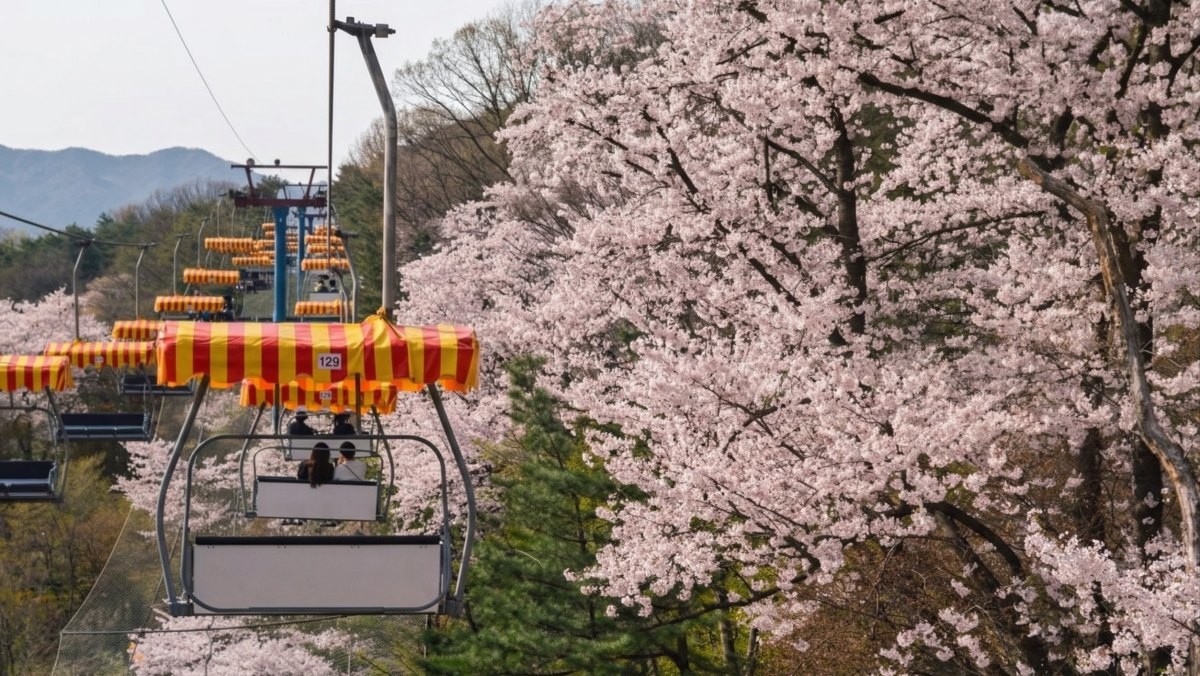 서울대공원 스카이리프트 / 서울대공원 스카이리프트 제공
