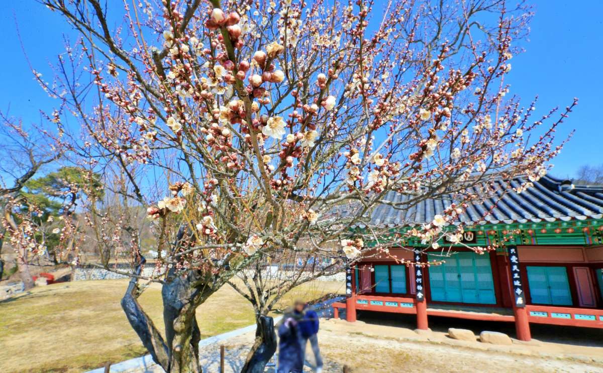 산천재 남명매 / 뉴스1