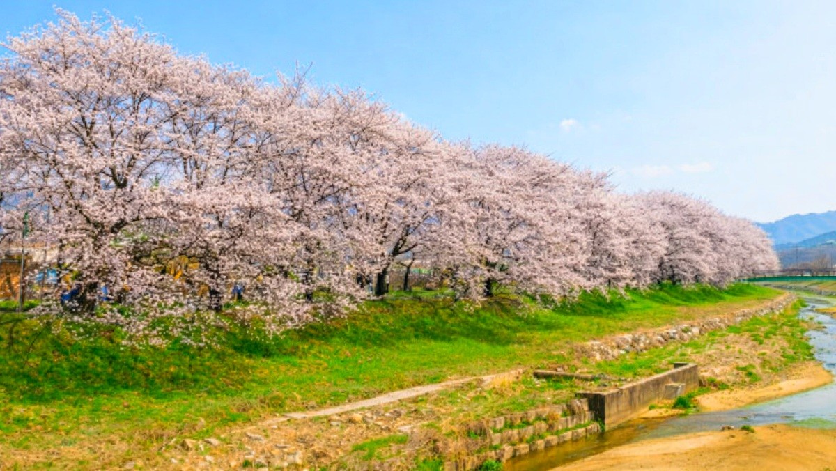 청안 벚꽃길. / 괴산군 공식 블로그, AI