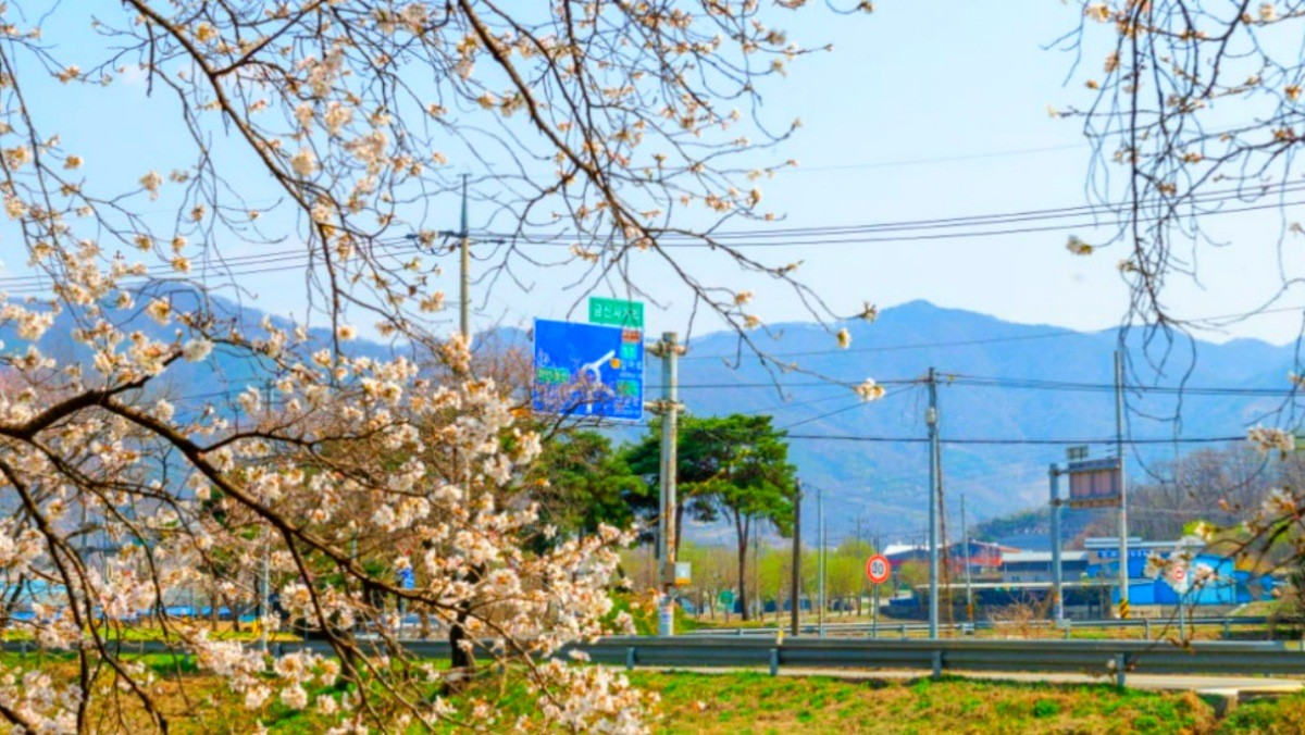 청안 벚꽃길. / 괴산군 공식 블로그