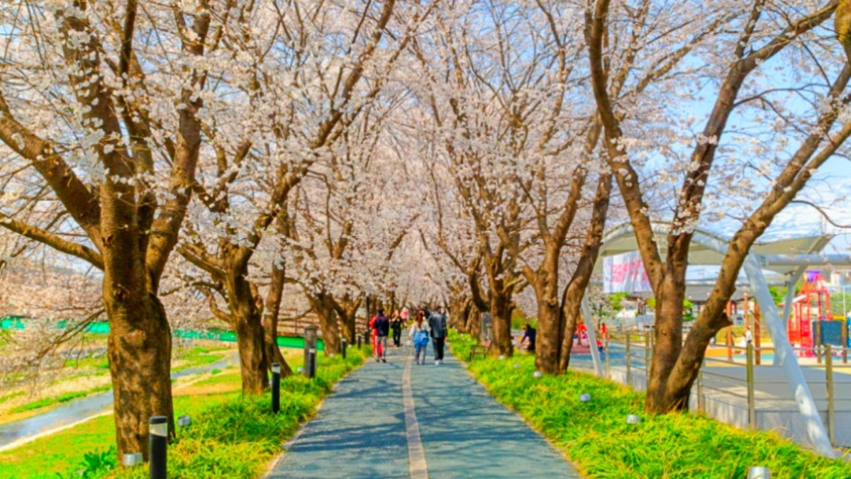 청안 벚꽃길. / 괴산군 공식 블로그