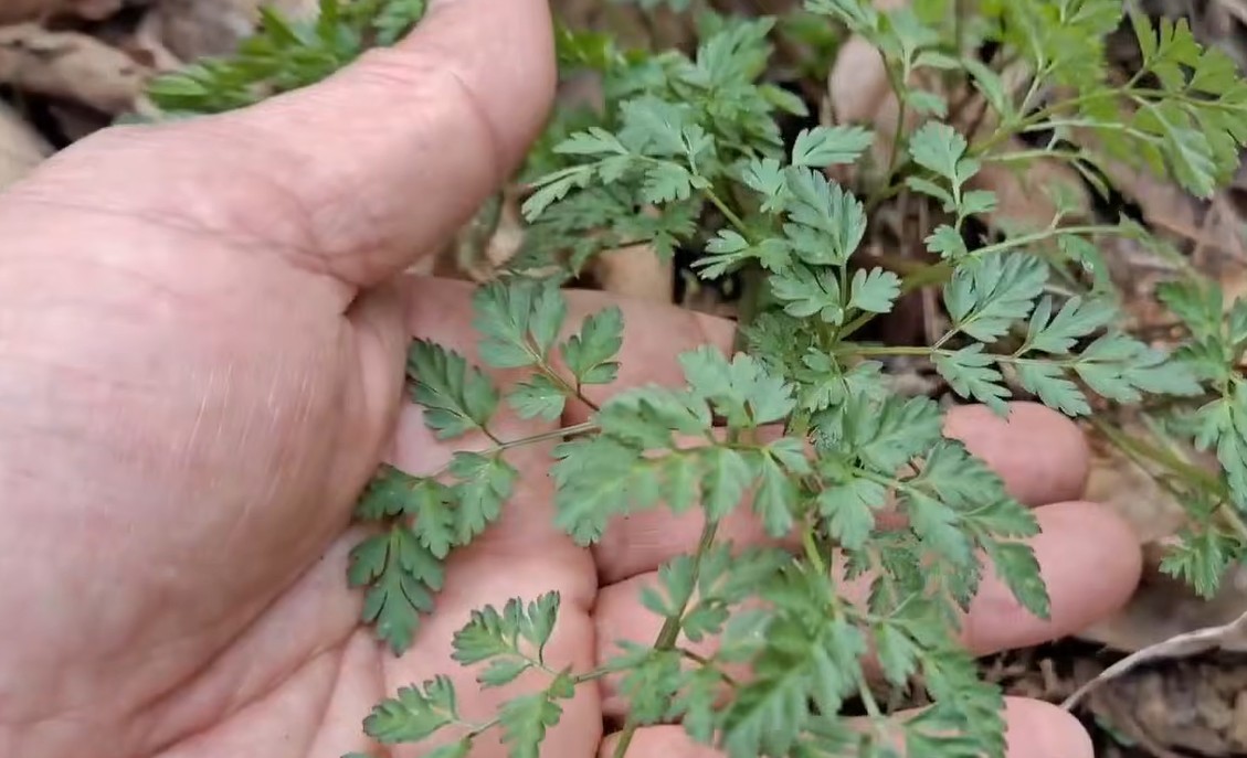 유튜브 '산야초나라 TV'