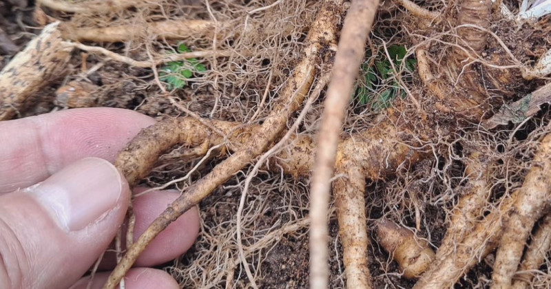 유튜브 '산야초나라 TV'