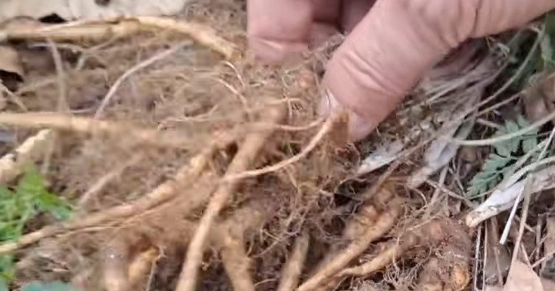 유튜브 '산야초나라 TV'