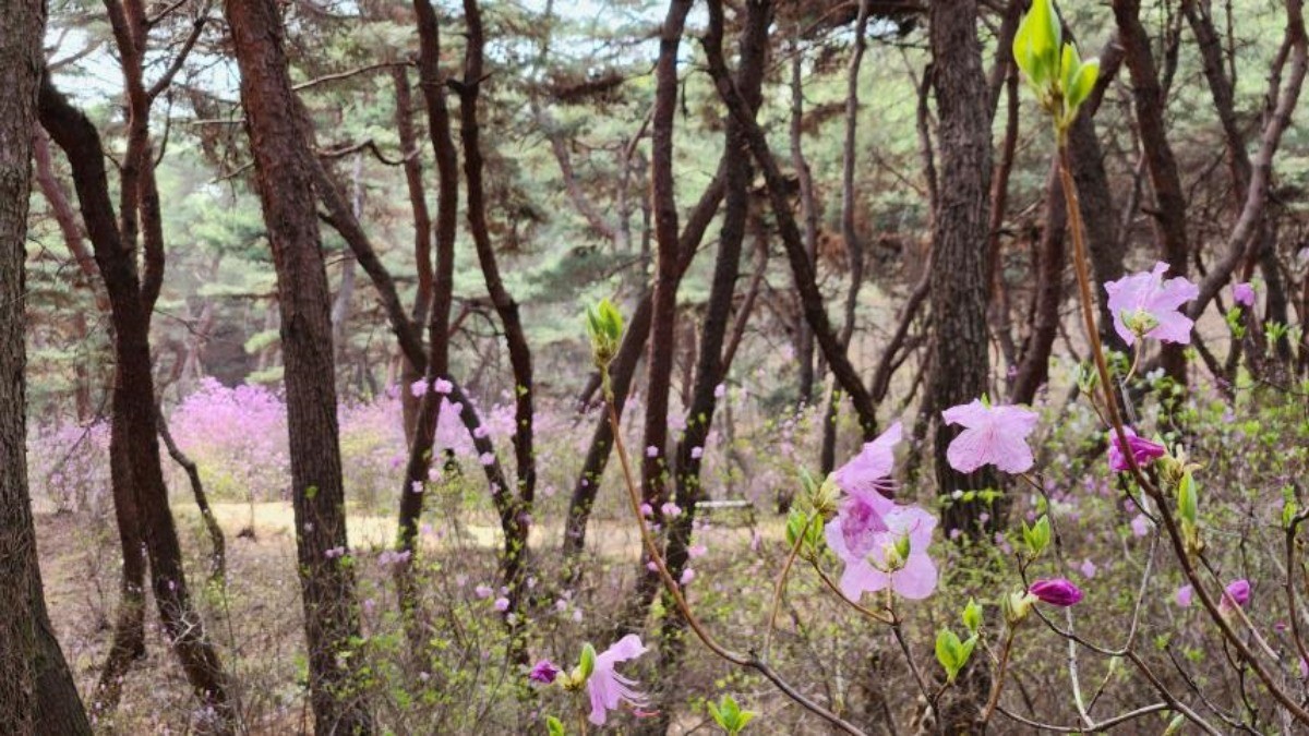 2024년 특별개방 당시 세종대왕릉 진달래숲길 / 국가유산청 제공