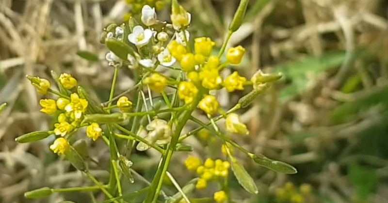 유튜브 '2분 상식'