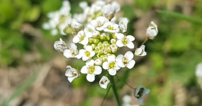 유튜브 '2분 상식'