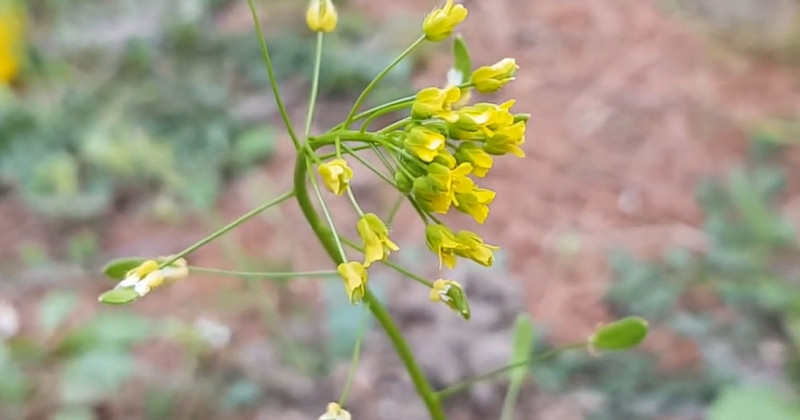 유튜브 '2분 상식'