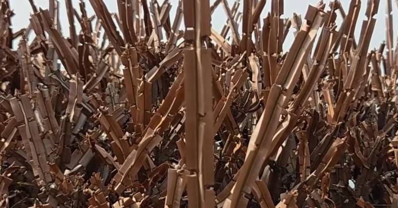 유튜브 '텃밭친구'