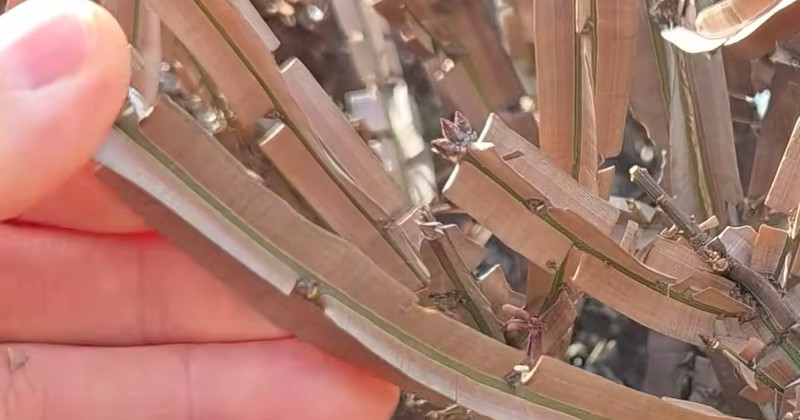 유튜브 '텃밭친구'