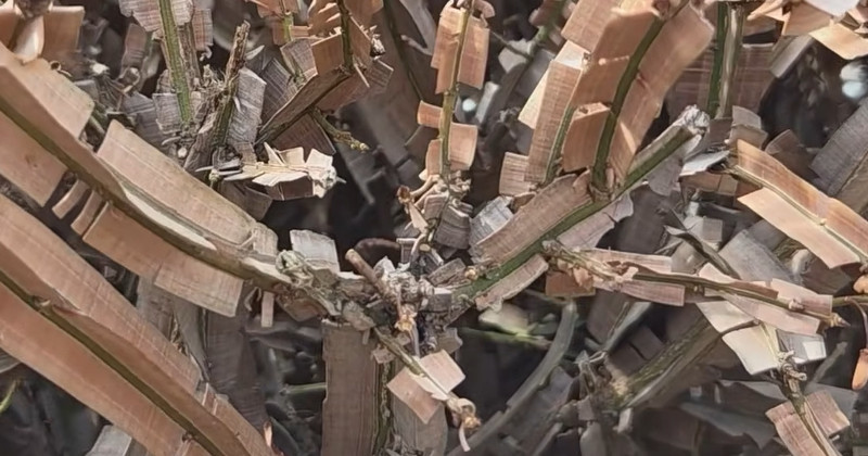 유튜브 '텃밭친구'