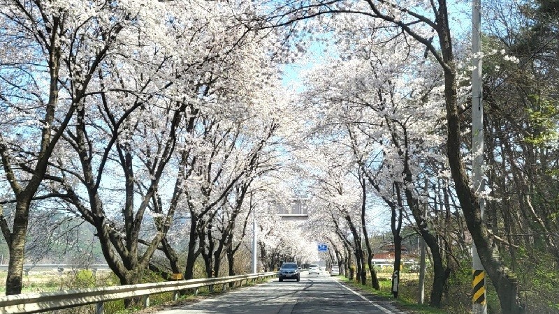 계룡산 벚꽃이 31일 개화하며 본격적인 봄꽃 시즌의 시작을 알렸다./사진=김지연 기자