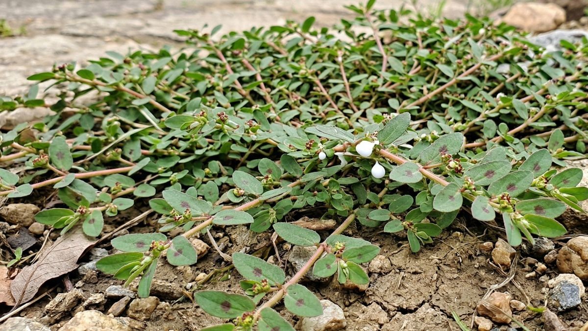비단풀. AI가 생성한 자료사진. (실제와 차이가 있을 수 있음을 알립니다.)