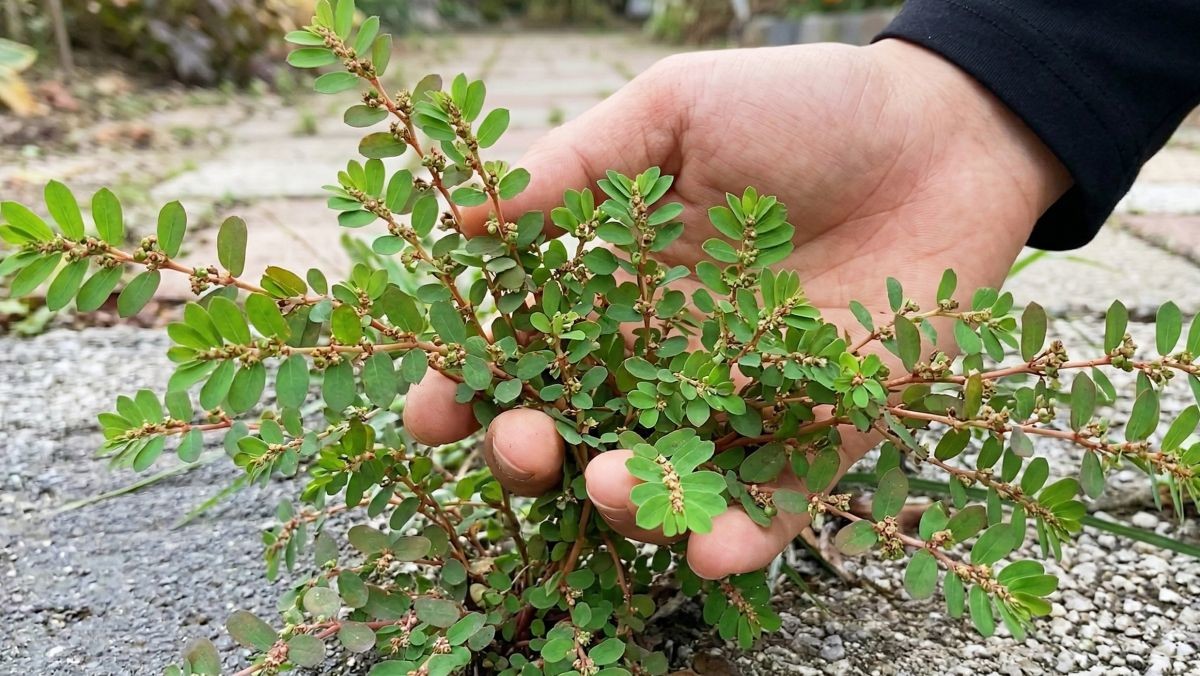 유튜브 채널 '권가네 식물이야기' 영상 속 비단풀 부분을 AI가 재생성한 자료사진.