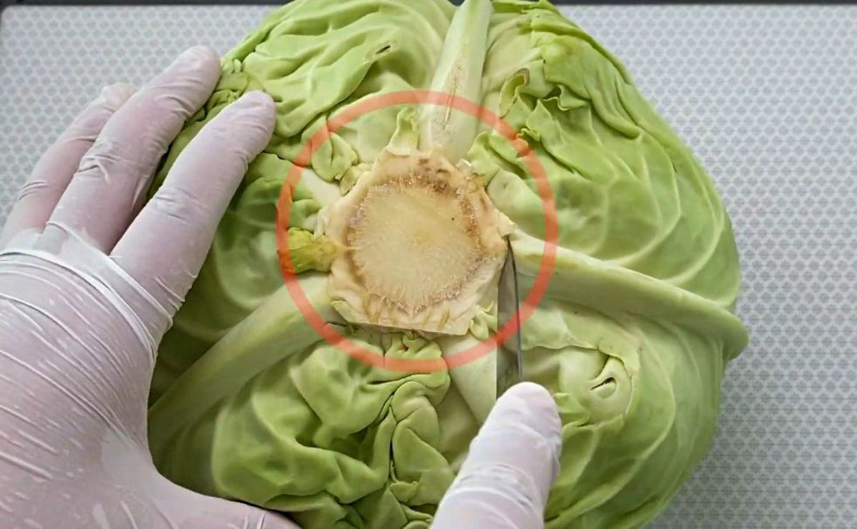 양배추 심지만 잘 도려내기.  / 유튜브 '코코네'