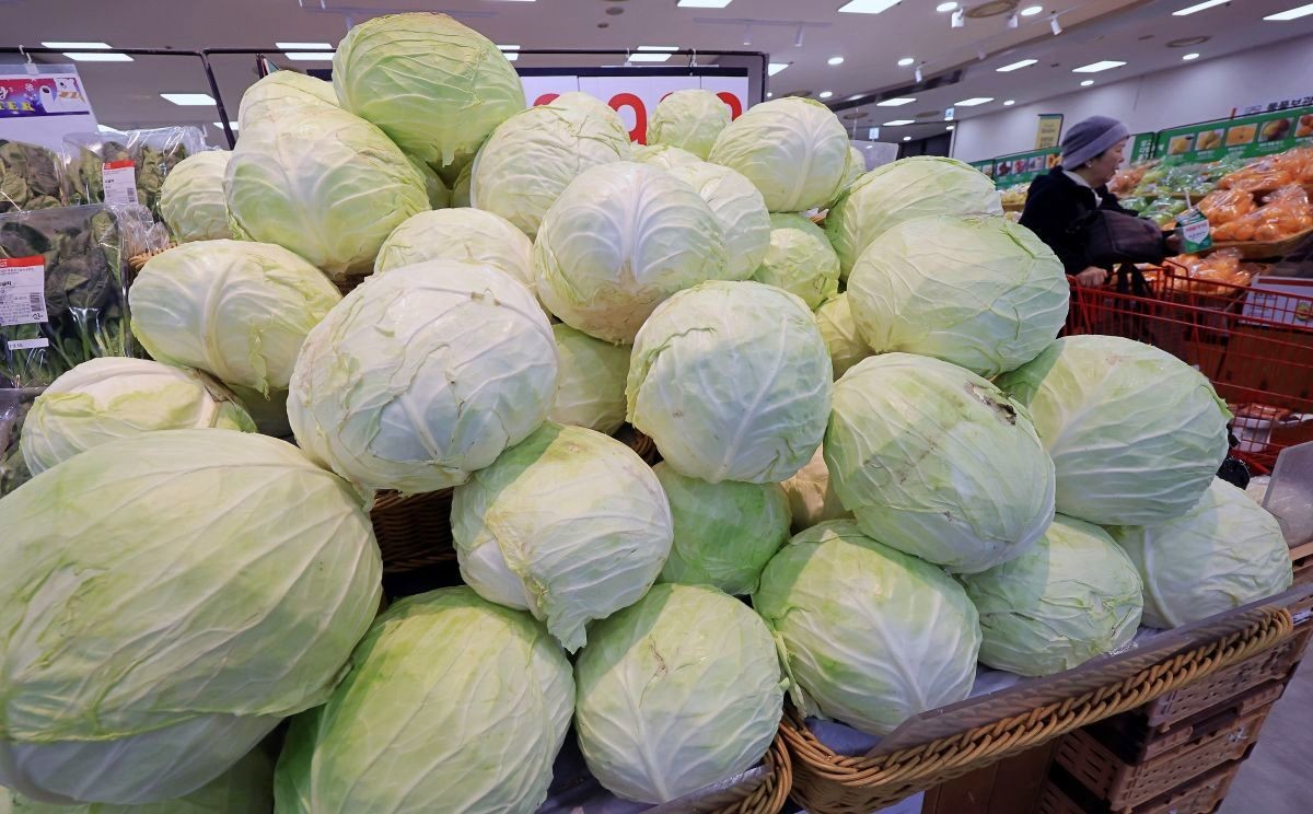 마트 매대에 쌓인 양배추들. / 뉴스1