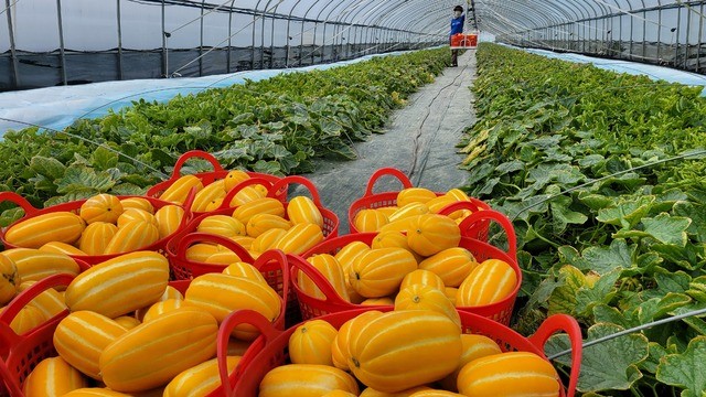 수확 중인 성주 참외 / 성주군 제공