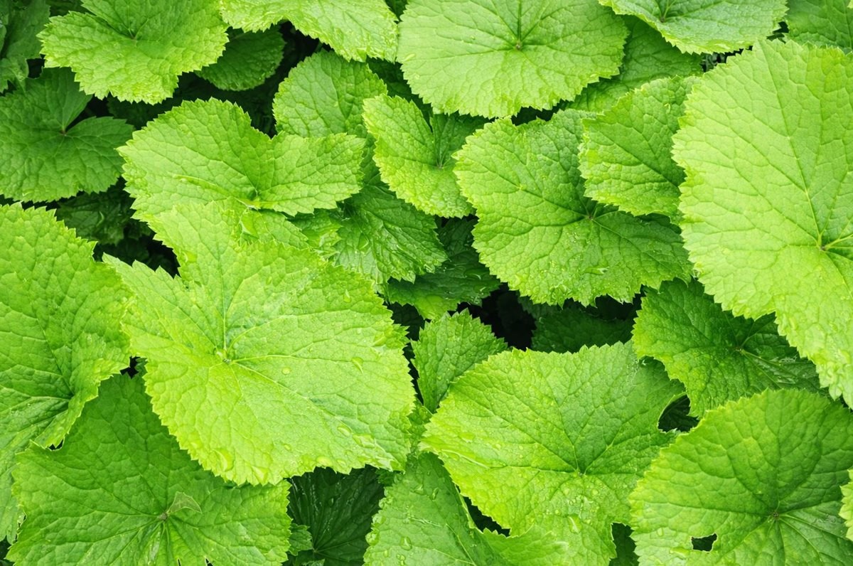 양구 곰취 모습. AI를 활용해 해상도 등을 향상시켰다. 기사 이해를 돕기 위한 자료 사진. 강원 양구군이 '양구 곰취'를 본격 출하한다고 1일 밝혔다.     양구 곰취는 1990년대 초반부터 동면 팔랑리를 중심으로 재배되기 시작했다. 서늘한 고산지대에서 큰 일교차 속에서 재배돼 향이 진하고 잎이 두껍지 않고 부드러워 소비자들에게 인기를 끌었다. 지금은 양구군의 모든 지역에서 곰취가 재배되고 있다.     / 유튜브 'SBS뉴스'